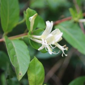 Photographie n°345688 du taxon Lonicera japonica Thunb. [1784]