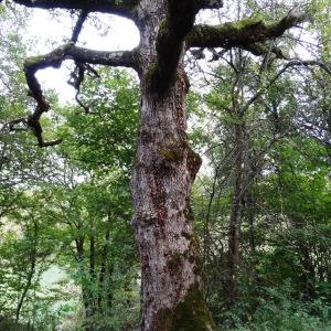 Photographie n°345690 du taxon Quercus pubescens subsp. pubescens