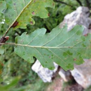 Photographie n°345692 du taxon Quercus pubescens subsp. pubescens