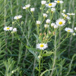 Photographie n°345839 du taxon Erigeron annuus (L.) Desf. [1804]