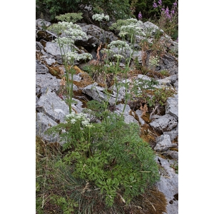 Peucedanum involucratum W.D.J.Koch (Peucédan d'Autriche)