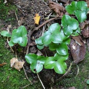 Photographie n°346032 du taxon Anemone hepatica L.