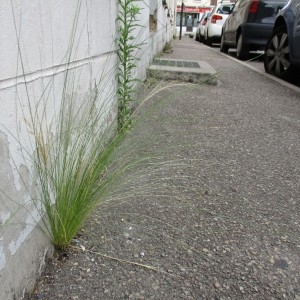 Photographie n°346071 du taxon Stipa capillata L.
