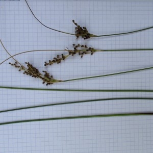 Photographie n°346079 du taxon Juncus glaucus Ehrh. ex Sibth.