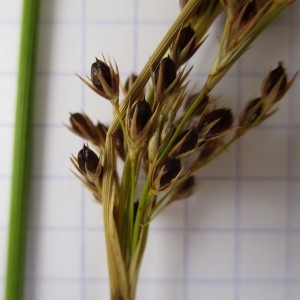 Photographie n°346080 du taxon Juncus glaucus Ehrh. ex Sibth.