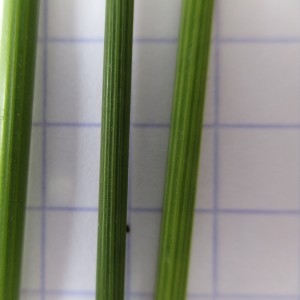 Photographie n°346081 du taxon Juncus glaucus Ehrh. ex Sibth.
