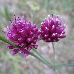  - Allium sphaerocephalon L.