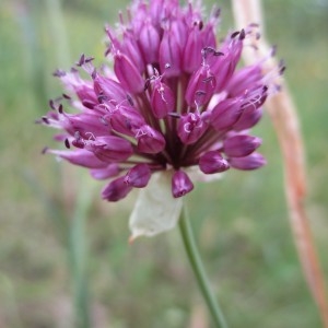  - Allium sphaerocephalon L.