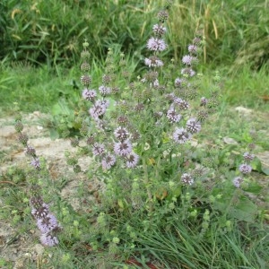 Photographie n°346104 du taxon Mentha pulegium L.