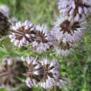 Photographie n°346105 du taxon Mentha pulegium L.