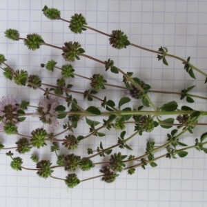 Photographie n°346106 du taxon Mentha pulegium L.