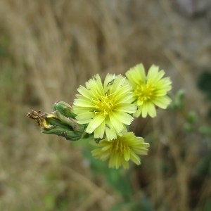 Photographie n°346113 du taxon Lactuca serriola L.