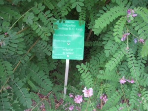 Dominique Remaud, le 18 juillet 2015 (Nantes (Jardin des plantes))