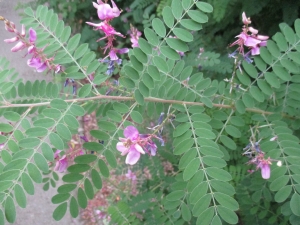 Dominique Remaud, le 18 juillet 2015 (Nantes (Jardin des plantes))