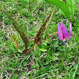 Photographie n°346137 du taxon Erythronium dens-canis L.