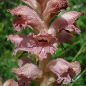 Photographie n°346149 du taxon Orobanche teucrii Holandre [1829]