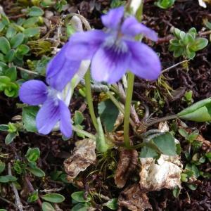 Photographie n°346157 du taxon Viola canina subsp. canina 