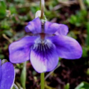 Photographie n°346158 du taxon Viola canina subsp. canina 