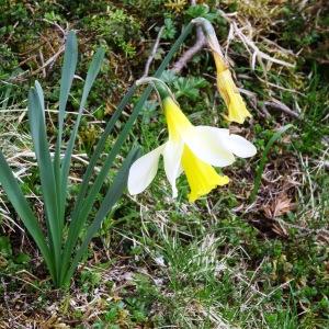 Photographie n°346179 du taxon Narcissus bicolor L. [1762]