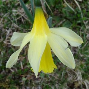Photographie n°346180 du taxon Narcissus bicolor L. [1762]