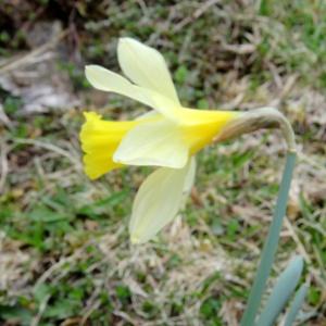 Photographie n°346181 du taxon Narcissus bicolor L. [1762]
