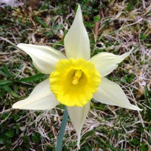 Photographie n°346182 du taxon Narcissus bicolor L. [1762]