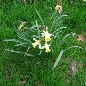 Photographie n°346199 du taxon Narcissus bicolor L. [1762]