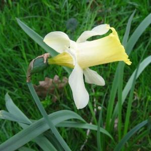 Photographie n°346200 du taxon Narcissus bicolor L. [1762]