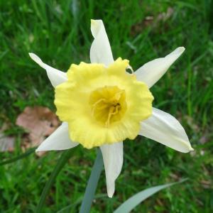 Photographie n°346201 du taxon Narcissus bicolor L. [1762]