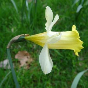Photographie n°346202 du taxon Narcissus bicolor L. [1762]