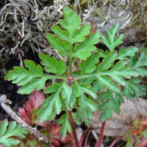 Photographie n°346208 du taxon Geranium robertianum L.