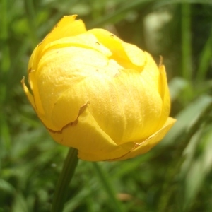  - Trollius europaeus L. [1753]