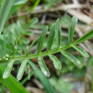  - Cardamine pratensis subsp. pratensis 