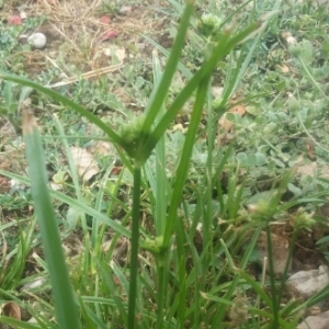  - Cyperus eragrostis Lam. [1791]