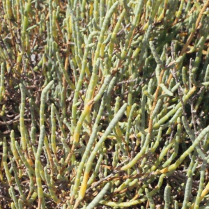 Photographie n°346269 du taxon Salicornia perennis Mill. [1768]