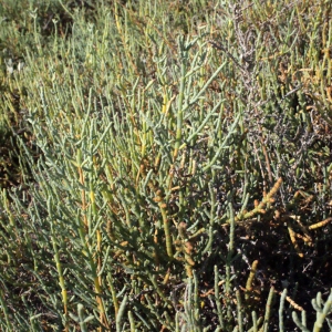 Photographie n°346270 du taxon Salicornia perennis Mill. [1768]