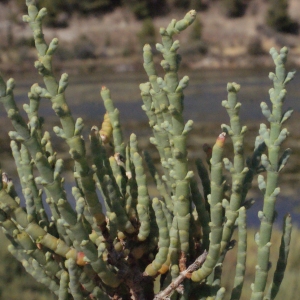 Salicornia perennis Mill. (Salicorne vivace)