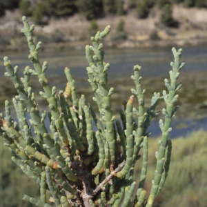 Photographie n°346272 du taxon Salicornia perennis Mill. [1768]