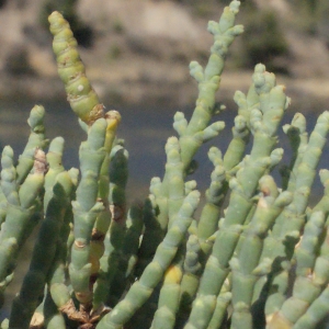 Photographie n°346273 du taxon Salicornia perennis Mill. [1768]