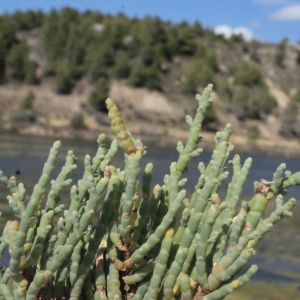 Photographie n°346275 du taxon Salicornia perennis Mill. [1768]