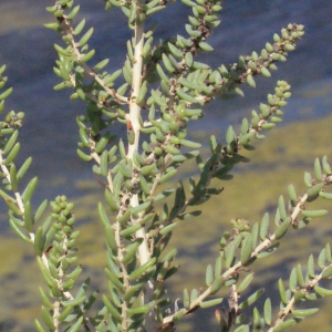  - Suaeda vera Forssk. ex J.F.Gmel. [1791]