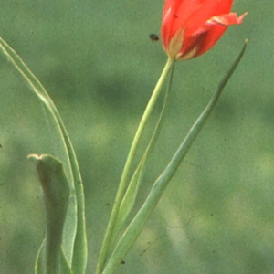 Photographie n°346300 du taxon Tulipa agenensis DC. [1804]