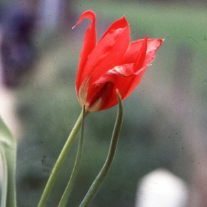 Photographie n°346301 du taxon Tulipa agenensis DC. [1804]