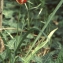  Liliane Roubaudi - Tulipa agenensis DC. [1804]