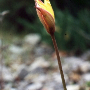 Photographie n°346311 du taxon Tulipa sylvestris subsp. australis (Link) Pamp. [1914]