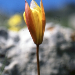 Photographie n°346312 du taxon Tulipa sylvestris subsp. australis (Link) Pamp. [1914]