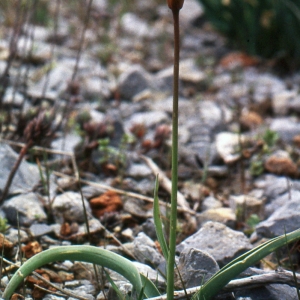 Photographie n°346313 du taxon Tulipa sylvestris subsp. australis (Link) Pamp. [1914]