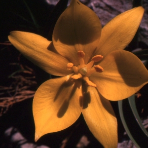 Photographie n°346315 du taxon Tulipa sylvestris subsp. australis (Link) Pamp. [1914]
