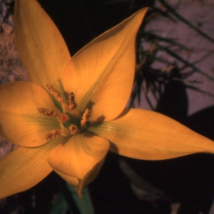 Photographie n°346316 du taxon Tulipa sylvestris subsp. australis (Link) Pamp. [1914]