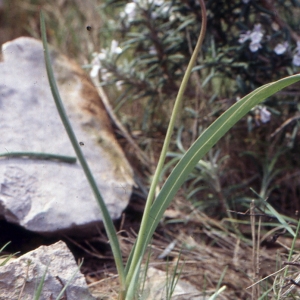 Photographie n°346318 du taxon Tulipa sylvestris subsp. australis (Link) Pamp. [1914]